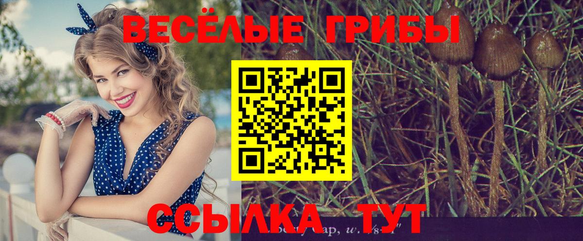 Псилоцибиновые грибы Psilocybe  Галлюциногенные грибы MAGIC MUSHROOMS  Балахна  Вход с VPN 
